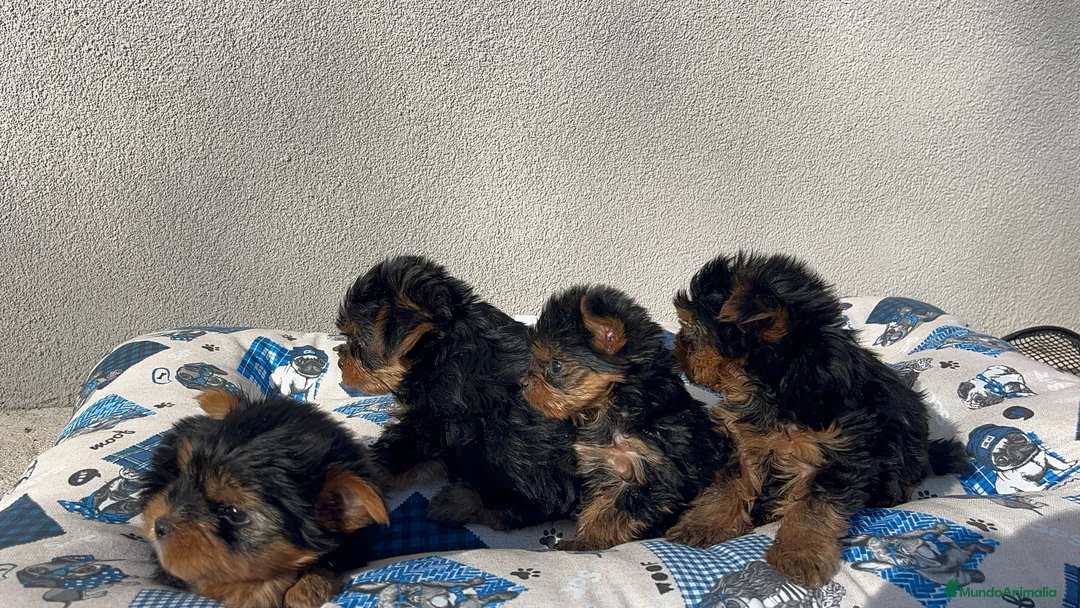 Yorkshire Terrier perros en venta: Excelente camada de yorkshair terrier  - Anuncio 2