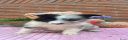 Border Collie perros en venta: Border collie merle. Machos  - Anuncio 3