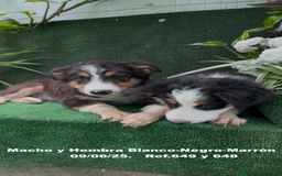 Border Collie perros en venta: BORDER COLLIE TRICOLOR - Imagen 14