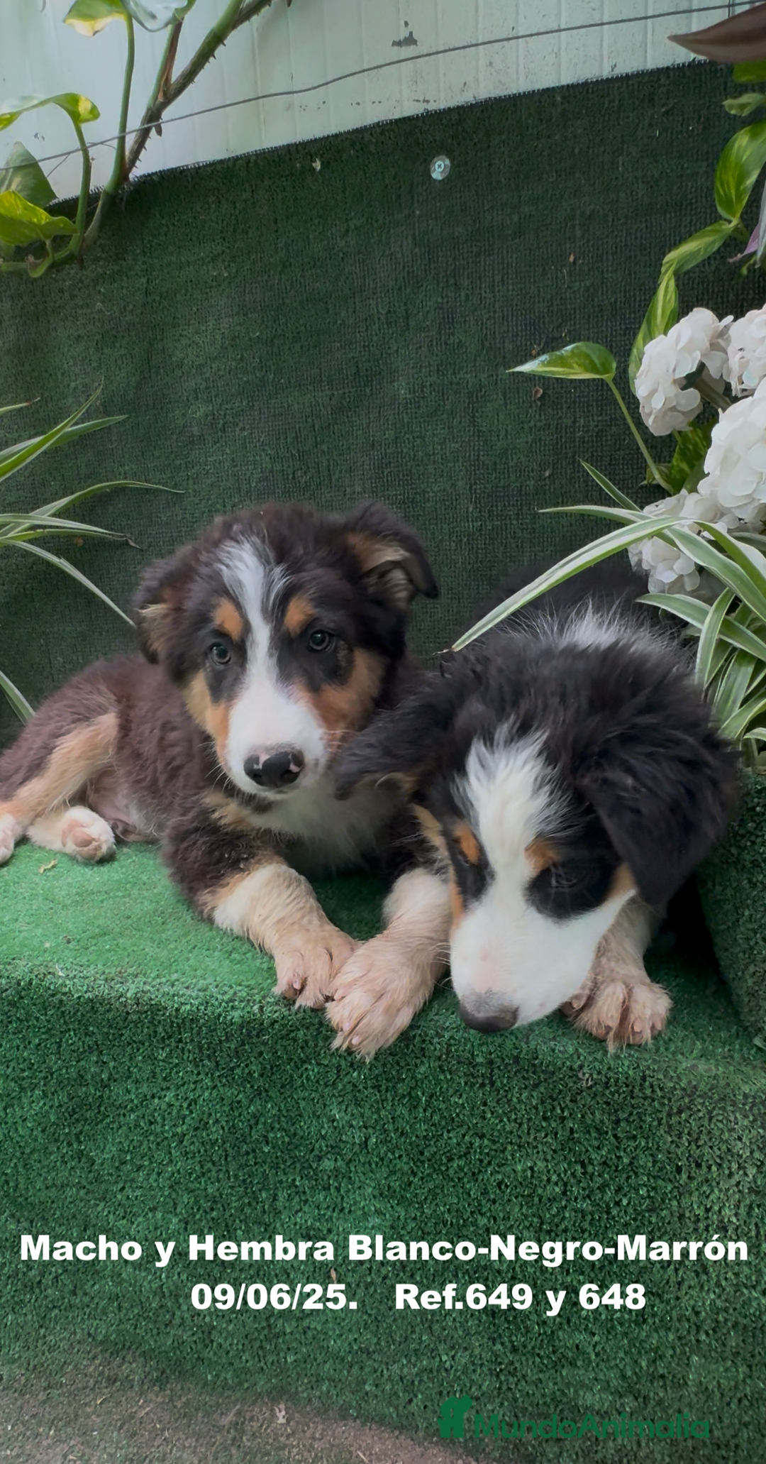 Border Collie perros en venta: BORDER COLLIE TRICOLOR - Imagen 14