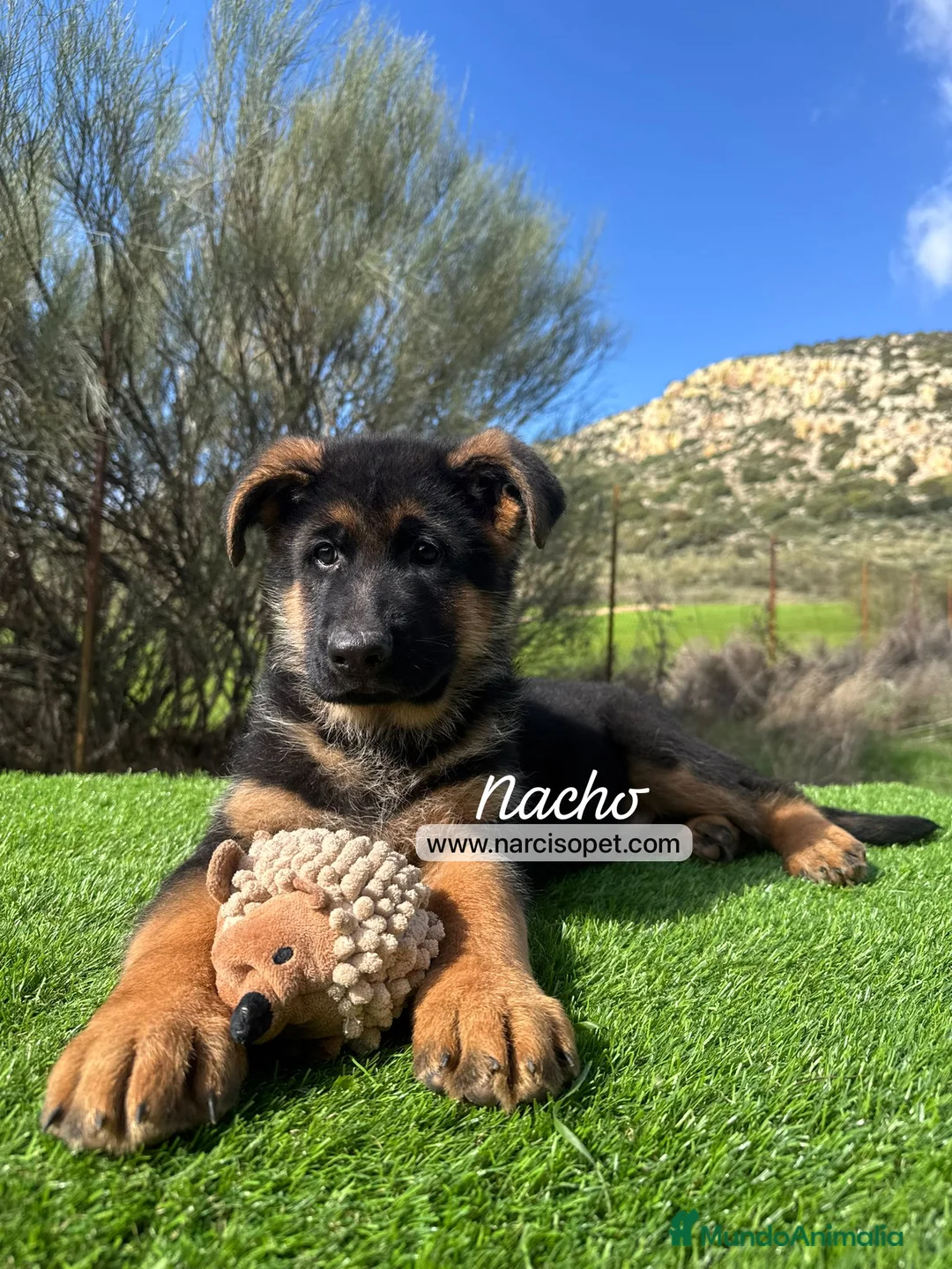 Pastor Alemán perros en venta: PASTOR ALEMAN MACHO - Anuncio 3