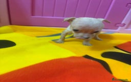 Ratón de Praga perros en venta: Ratón de Praga  - Imagen 21