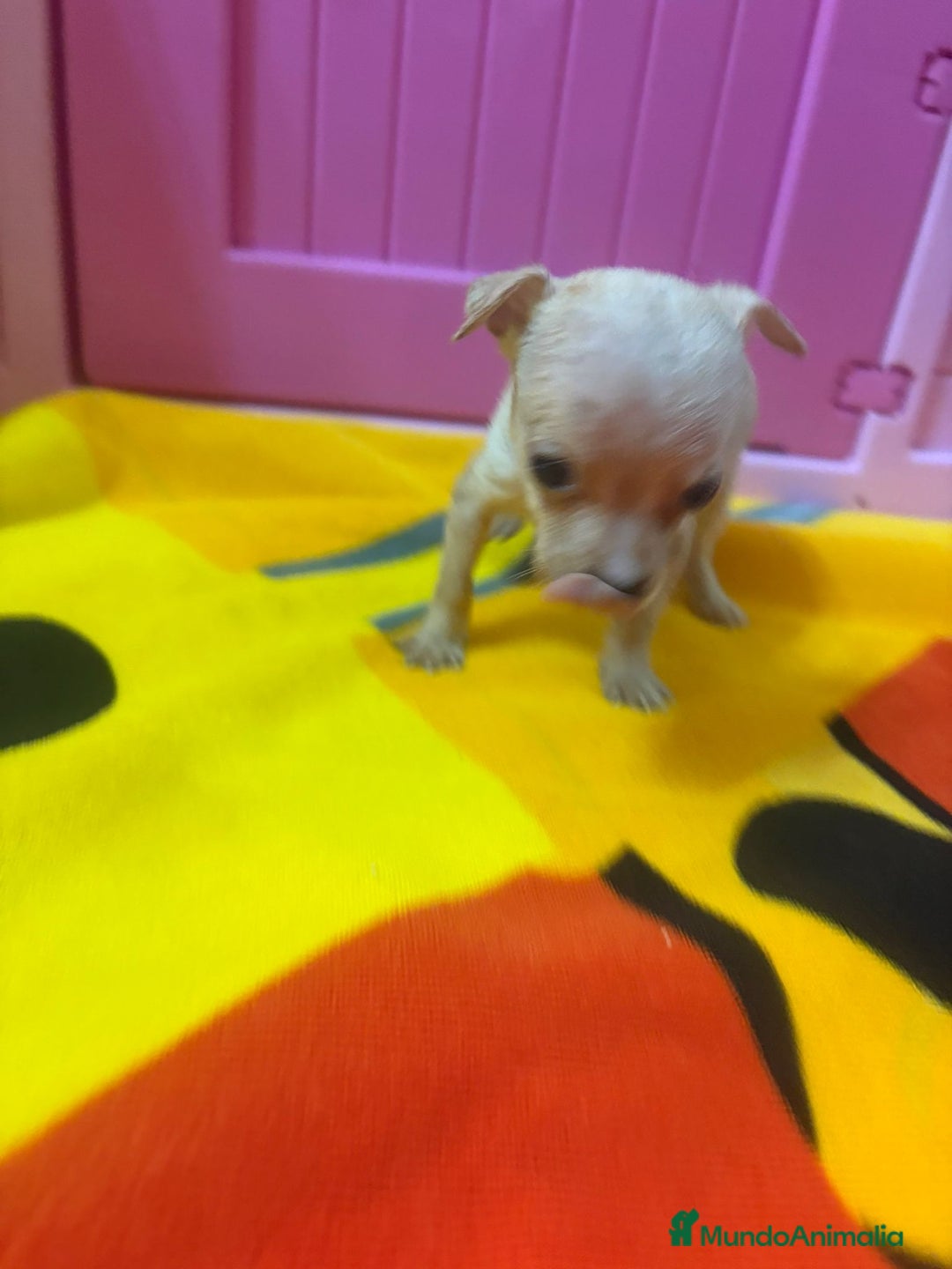 Ratón de Praga perros en venta: Ratón de Praga  - Imagen 21