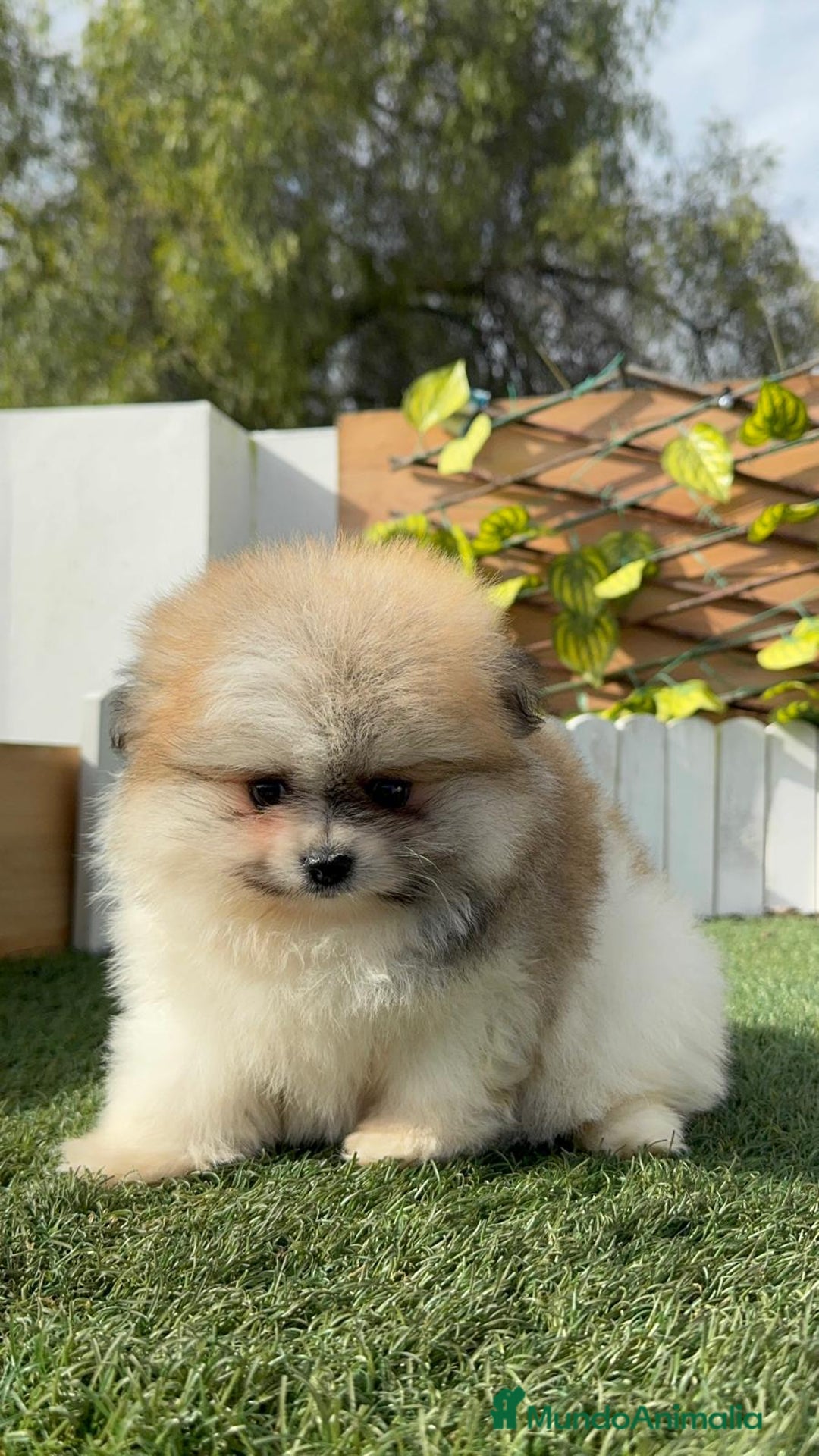 Pomerania perros en venta: POMERANIA HEMBRA - Anuncio 6