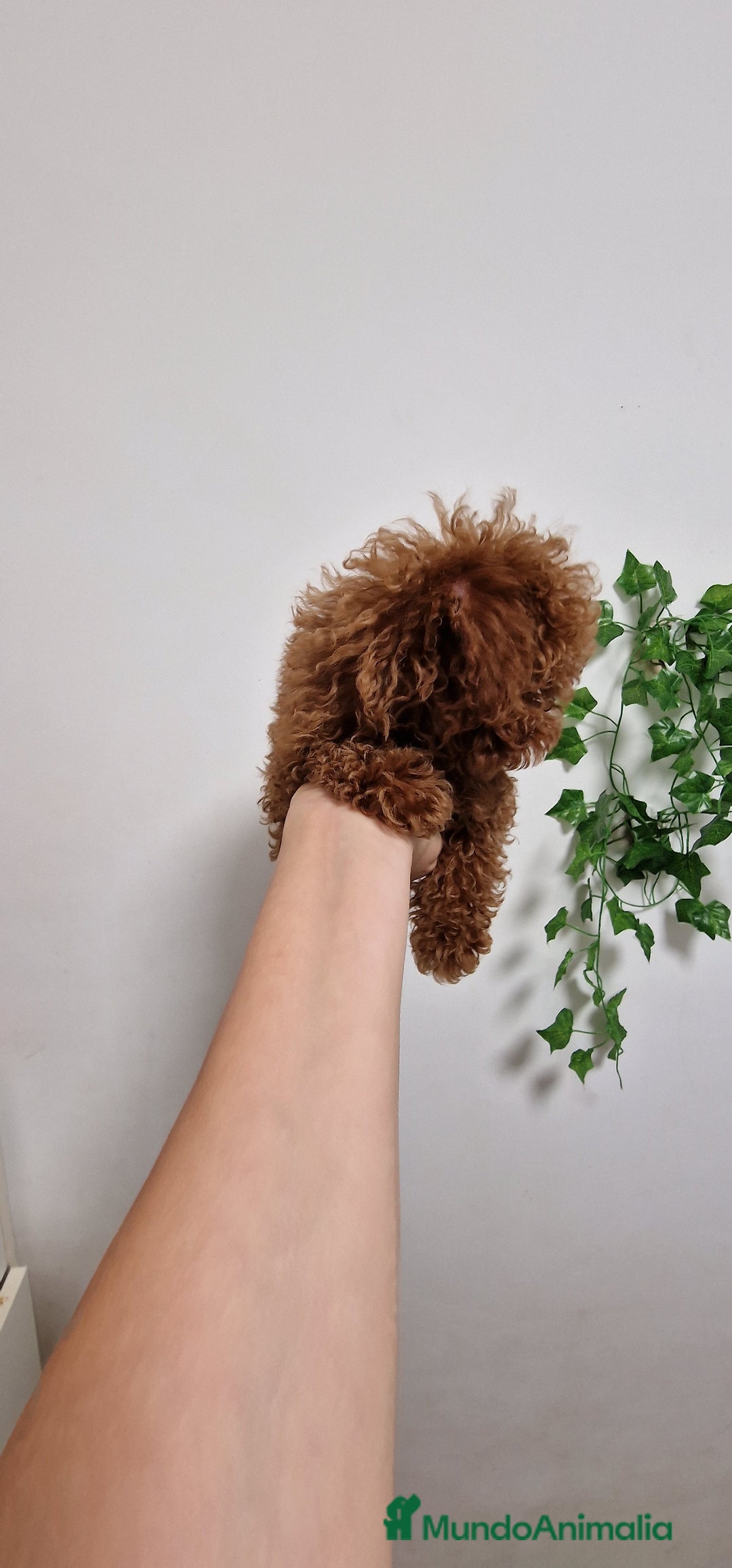 Caniche Toy perros en venta: HEMBRA Y MACHO CANICHE TOY LINEA ASIATICA 100% - Imagen 2