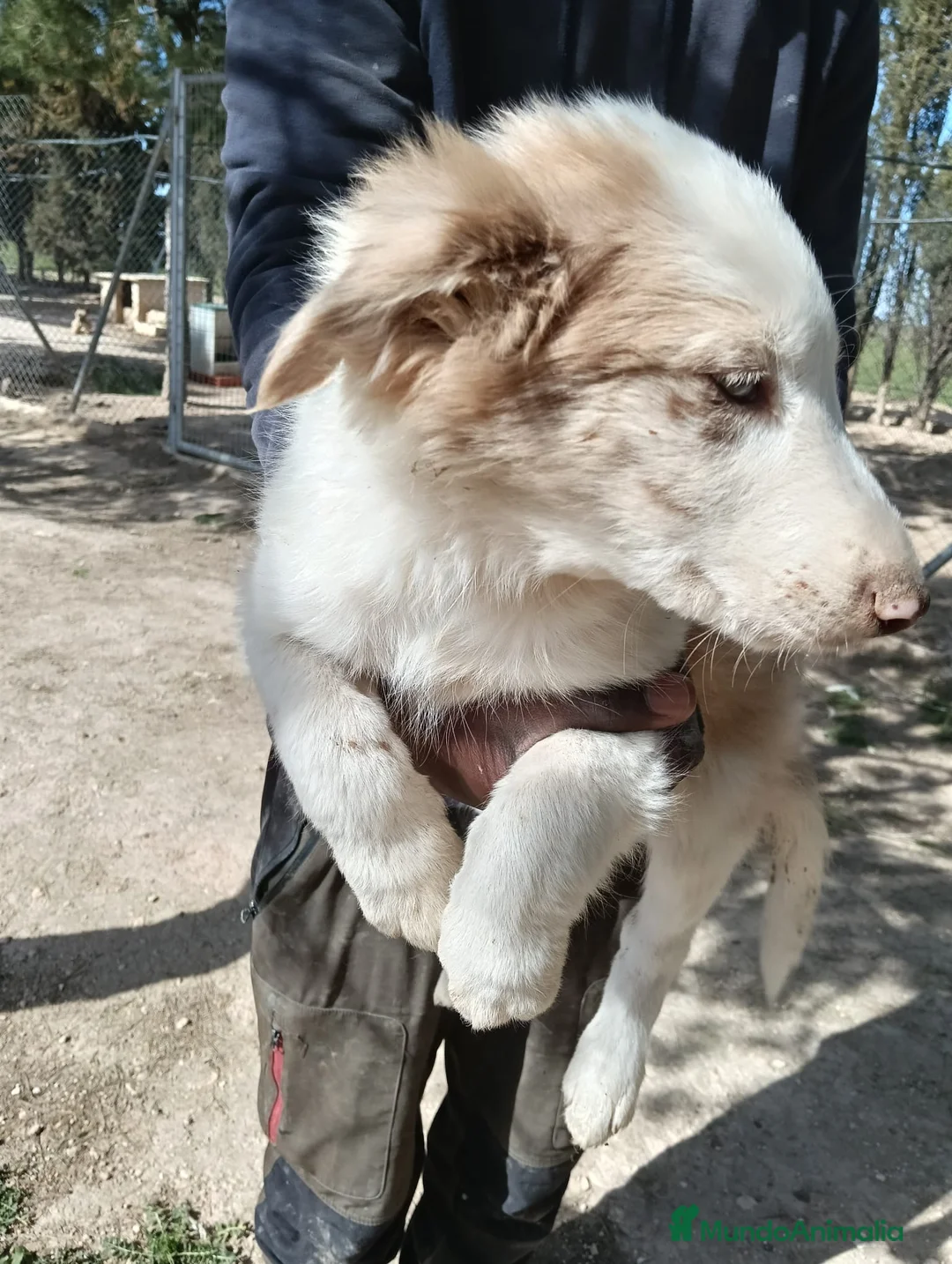 Border Collie perros en venta: Cachorros Border Collie  - Anuncio 4