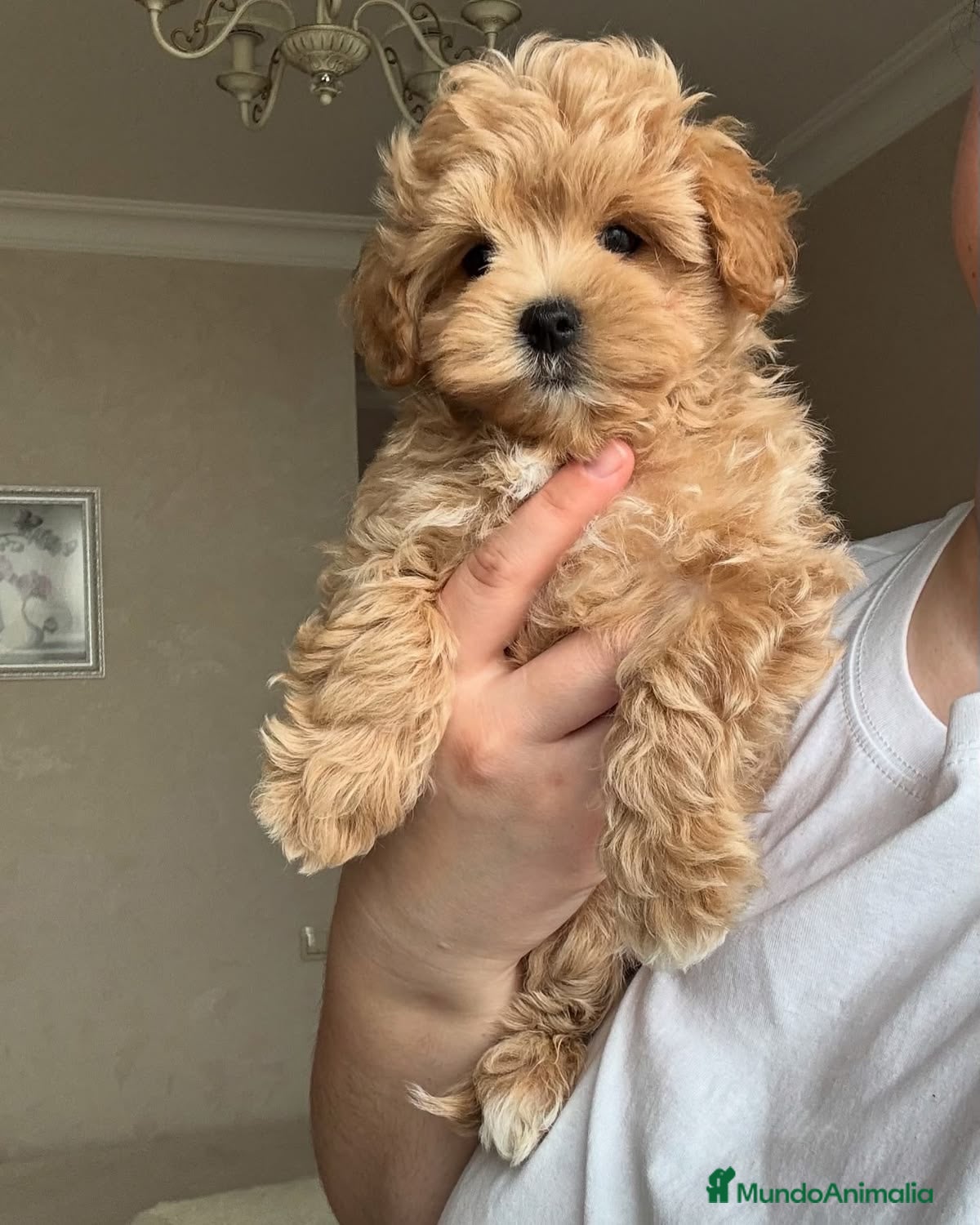 Maltipoo perros MALTIPOO EXCLUSIVOS mini toy🧸💖 - Anuncio 18