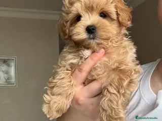 Maltipoo perros MALTIPOO EXCLUSIVOS mini toy🧸💖 - Anuncio 18