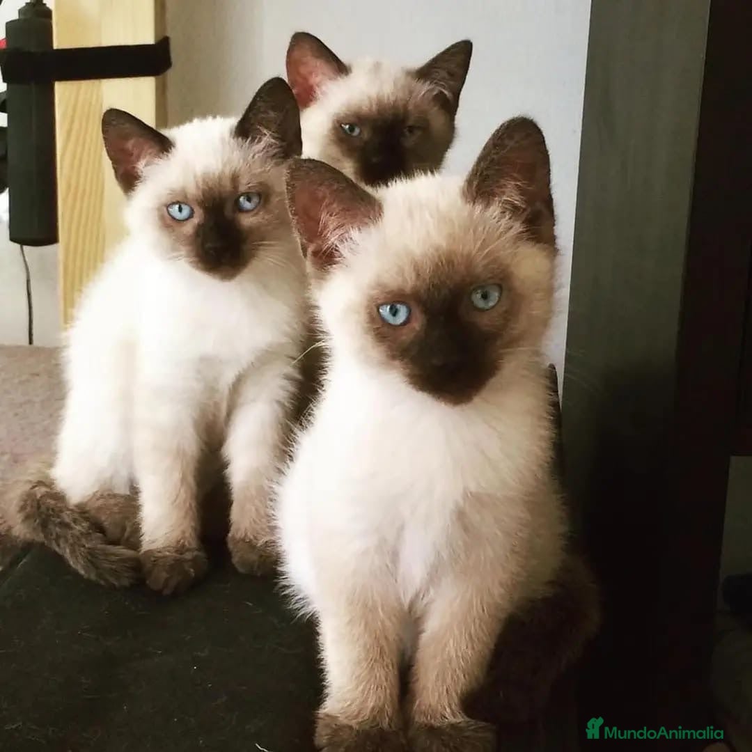 Siamés gatos GATITOS SIAMESES - Anuncio 1