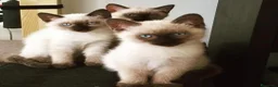 Siamés gatos en venta: GATITOS SIAMESES - Anuncio 1