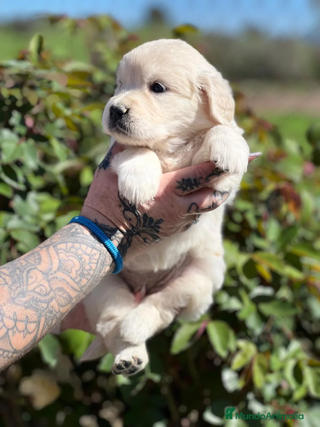 Golden Retriever perros en venta: Golden en Barcelona - Anuncio 5