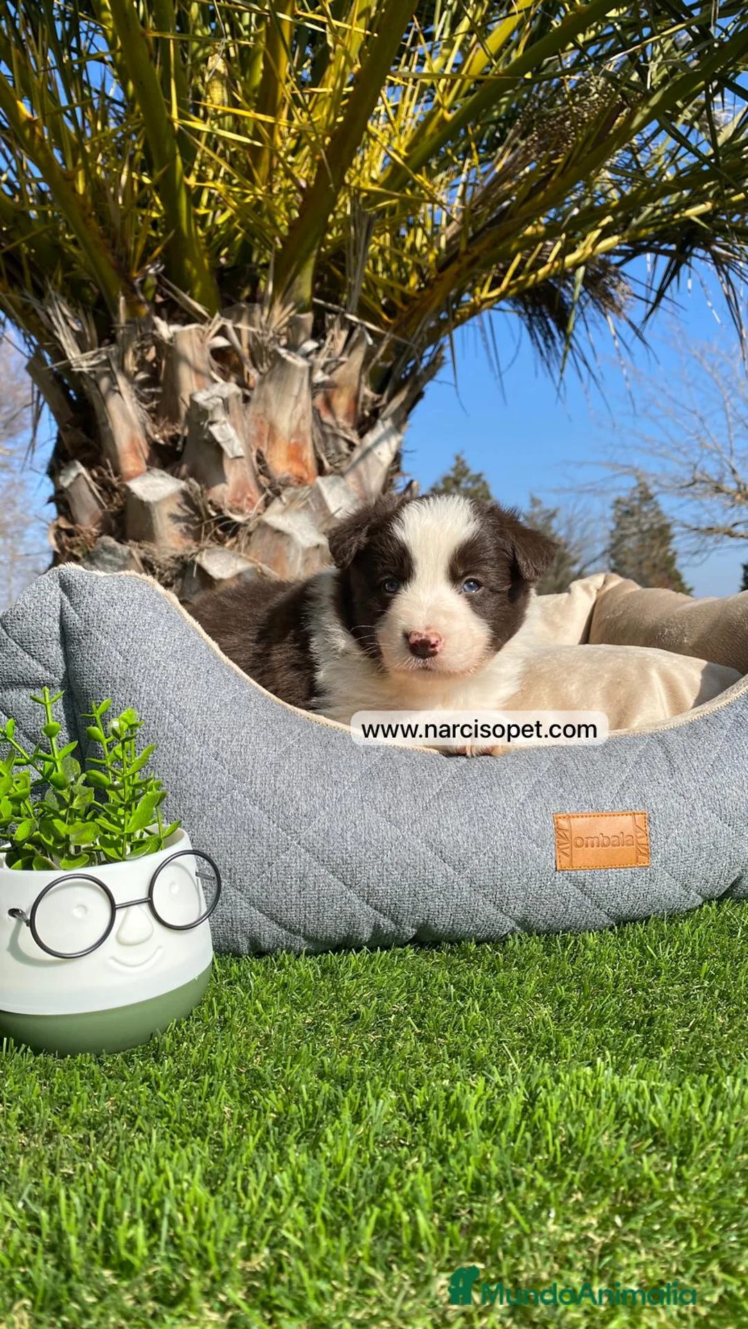Border Collie perros en venta: BORDER COLLIE CHOCOLATE CRIA PROFESIONAL - Anuncio 2
