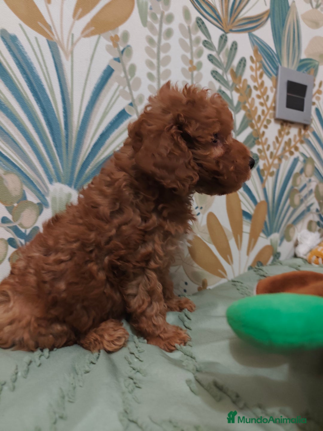 Caniche Toy perros en venta: Hembra disponible  - Imagen 2