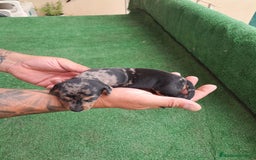Teckel Miniatura perros en venta: Teckel Miniatura  - Imagen 17