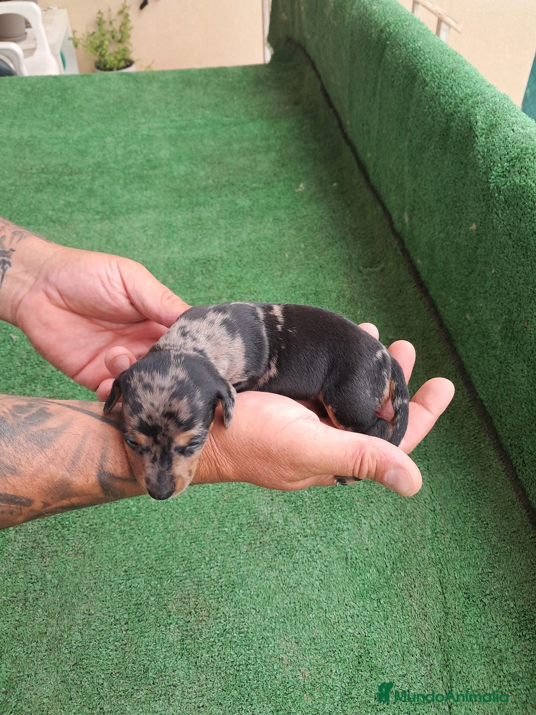 Teckel Miniatura perros en venta: Teckel Miniatura  - Imagen 17