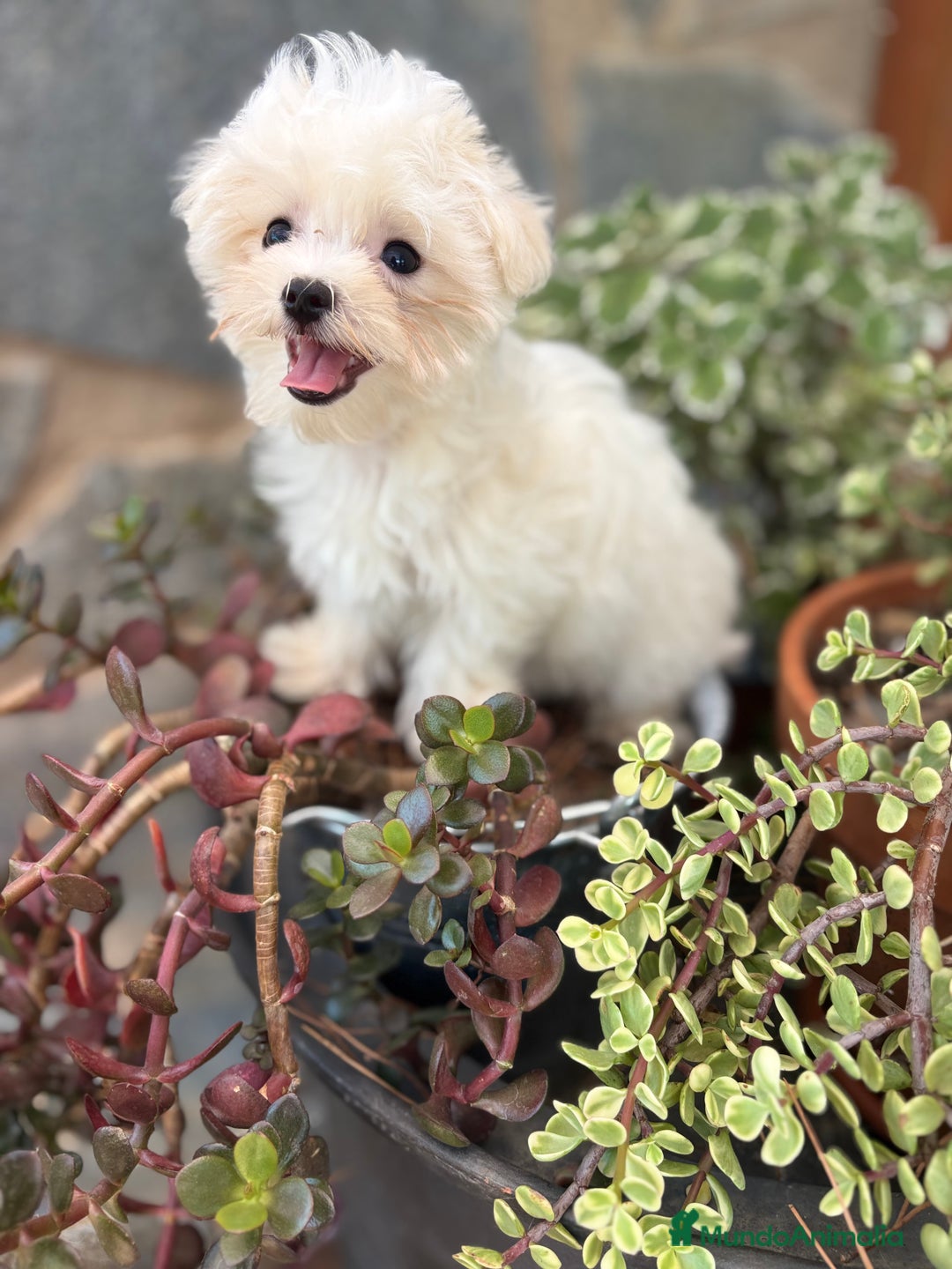 Bichón Maltés perros en venta: Bichon maltés toy hembra y macho.  - Imagen 7