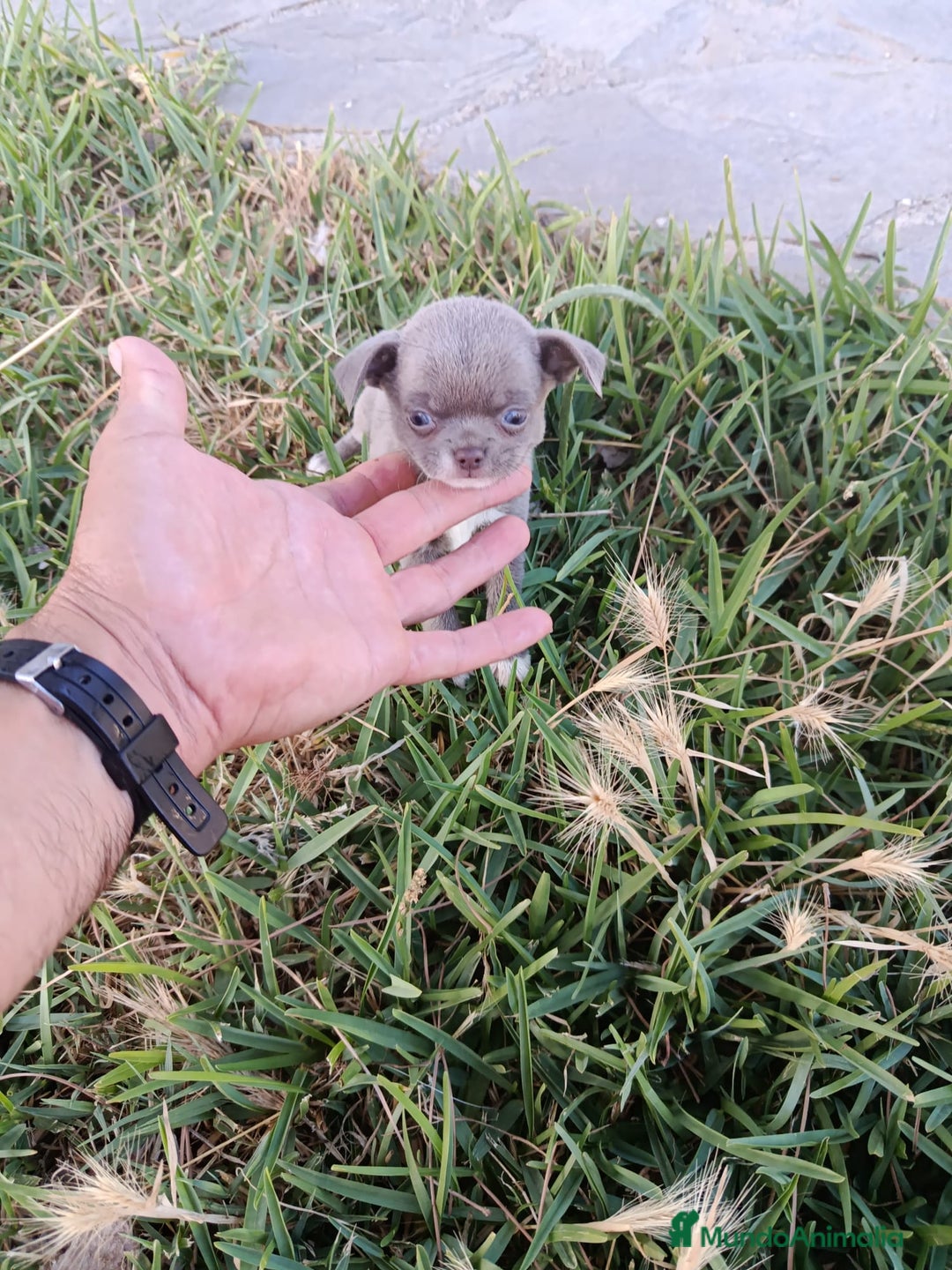 Chihuahua perros en venta: 🐶✨ Cachorros Chihuahua de Línea Exclusiva ✨🐶 - Imagen 11
