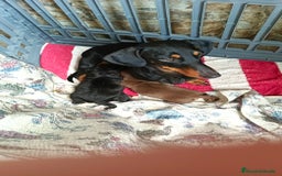 Teckel perros en venta: Macho de teke kaninchen  - Imagen 6