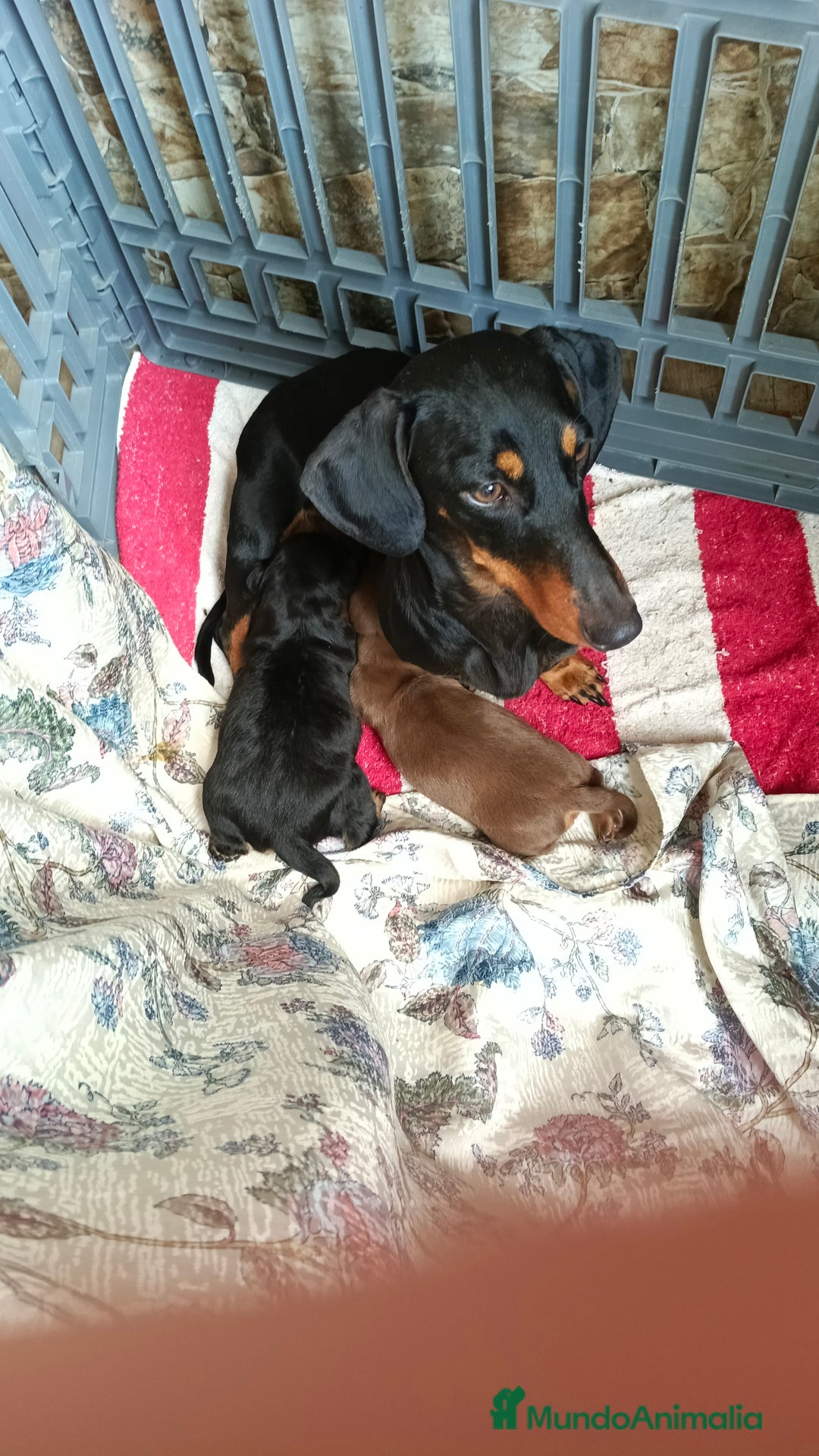 Teckel perros en venta: Macho de teke kaninchen  - Imagen 6