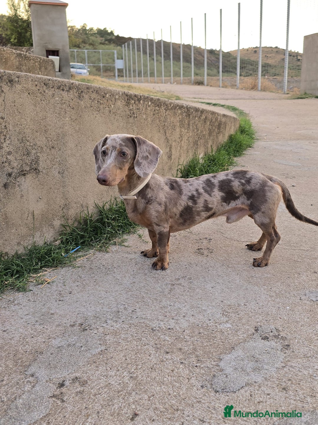 Teckel Miniatura perros en venta: Teckel mini - Anuncio 3