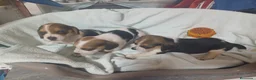 Beagle perros en venta: Beagle, Hembras - Anuncio 3
