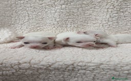 Chihuahua perros en venta: Chihuahua Blancos - Imagen 8