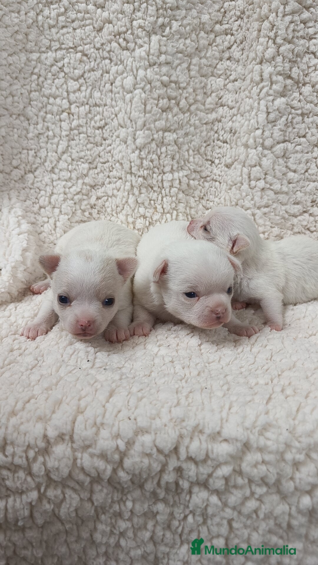 Chihuahua perros en venta: Chihuahua Blancos - Imagen 8