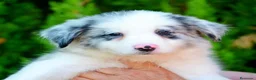 Border Collie perros en venta: camada de border collie  - Anuncio 33