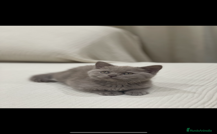 Británico de Pelo Corto Azul gatos - Anuncio 1