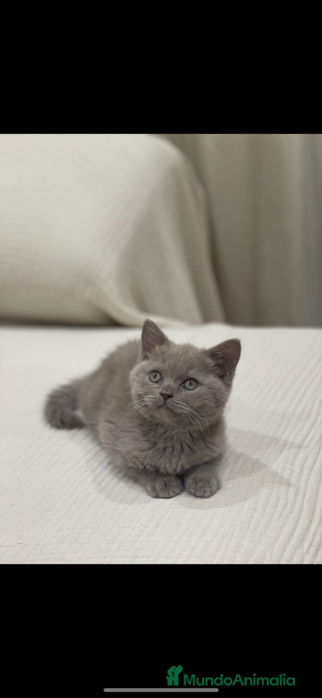Británico de Pelo Corto Azul gatos en venta: British short hair - Imagen 1