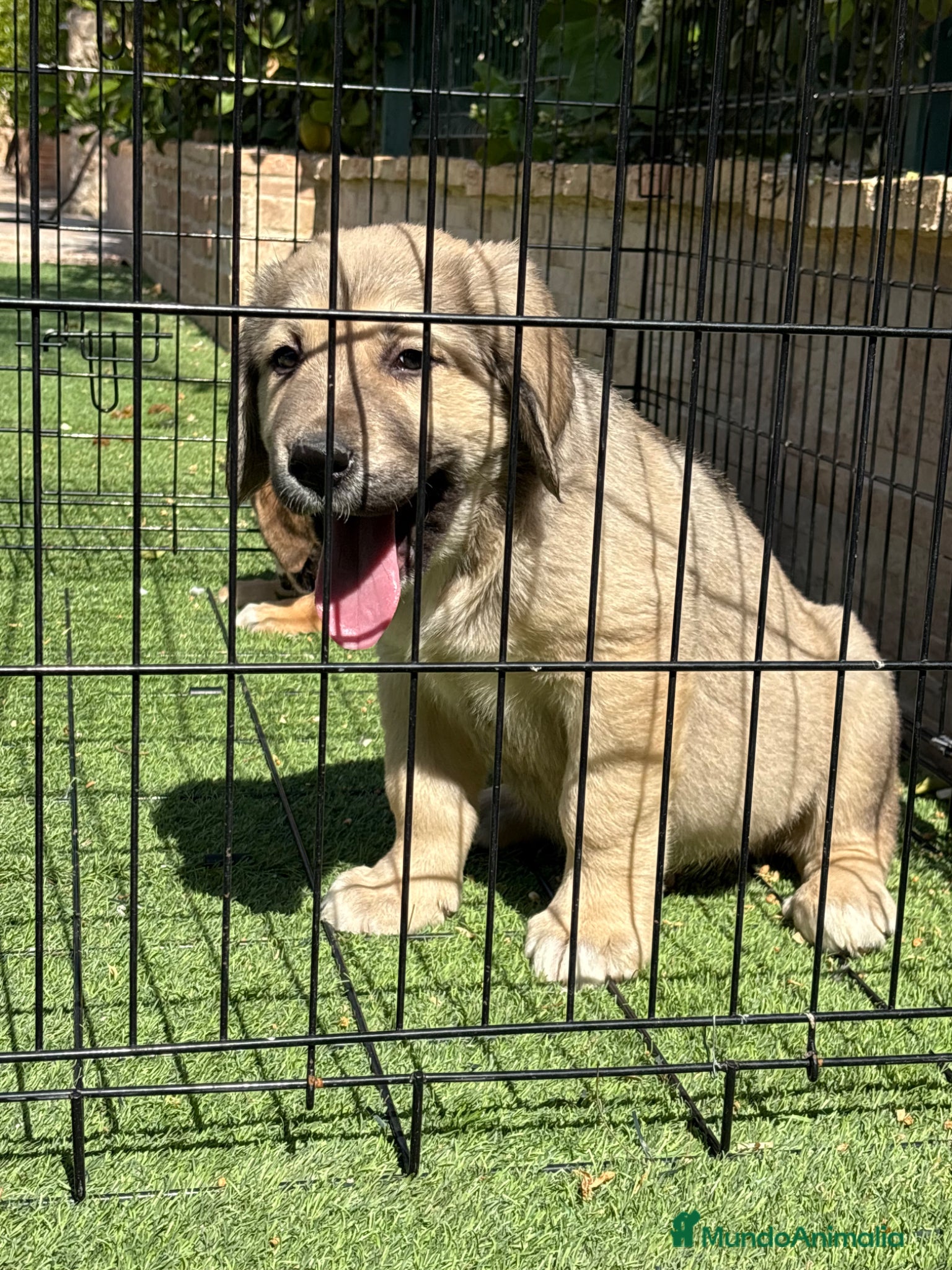 Pastor de Asia Central perros Cachorros Alabai  - Anuncio 2