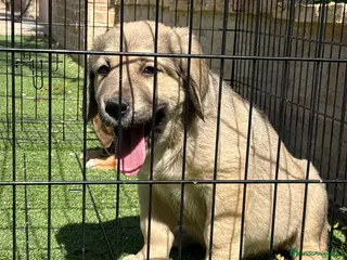 Pastor de Asia Central perros Cachorros Alabai - Anuncio 2