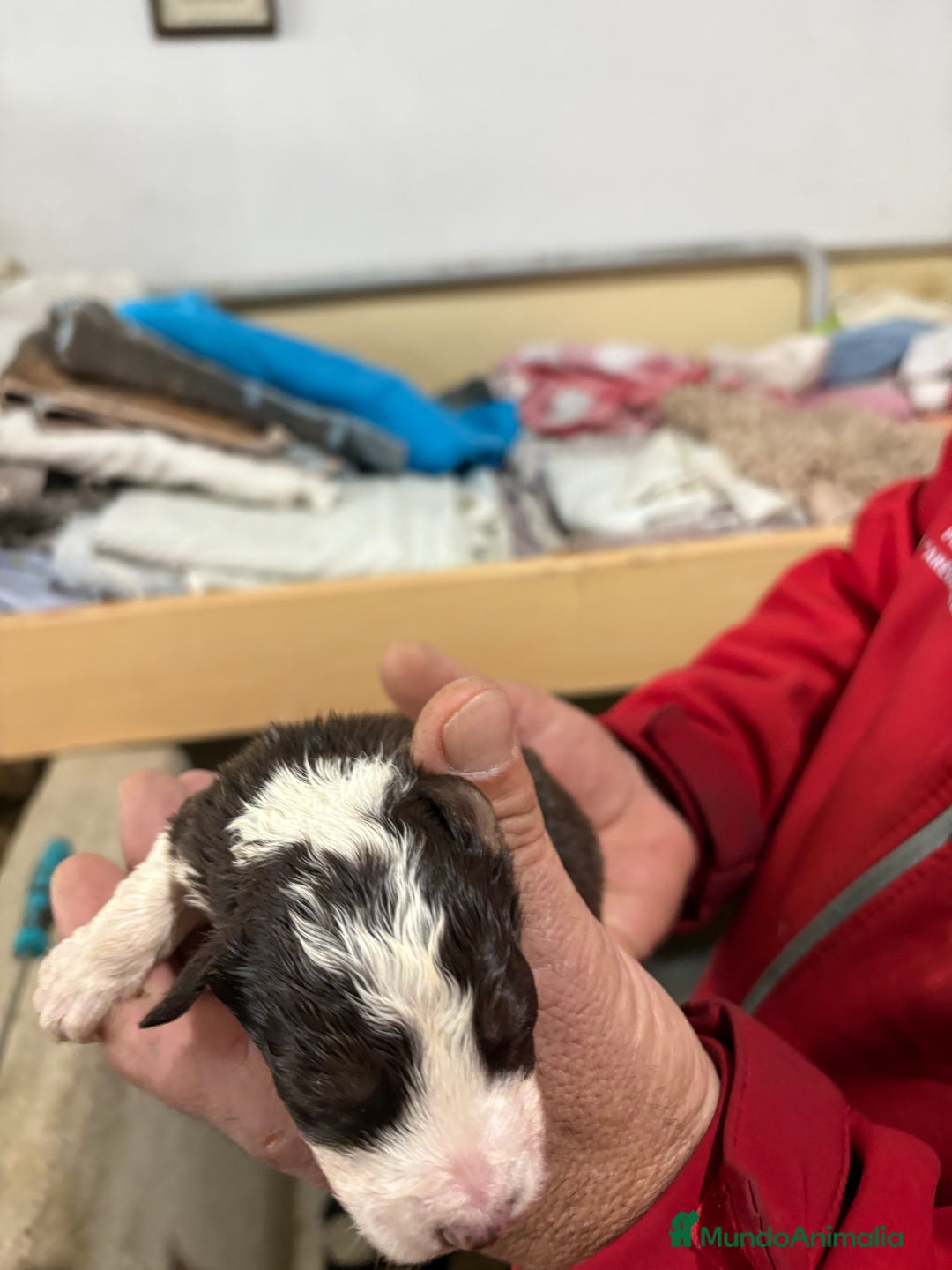 Border Collie perros en venta: Cachorros border collie machos y hembras varios  - Anuncio 34