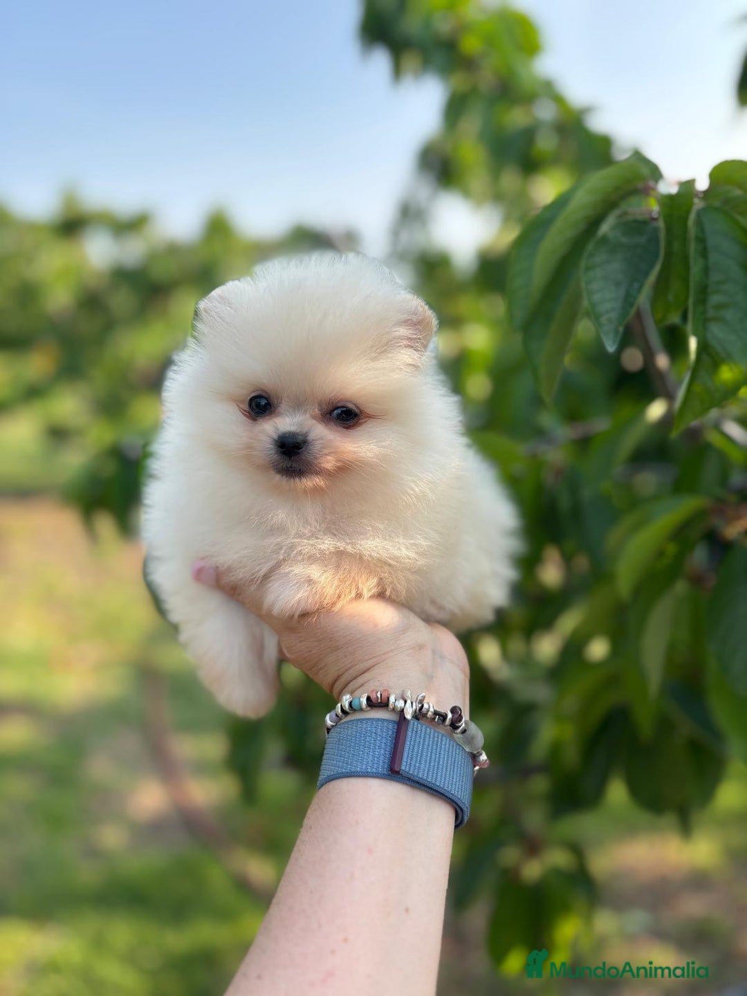 Pomerania perros en venta: Pomerania Macho  - Imagen 5