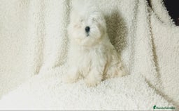 Bichón Maltés perros en venta: ‼️‼️Preciosa camada de bichon maltes toy - Imagen 2