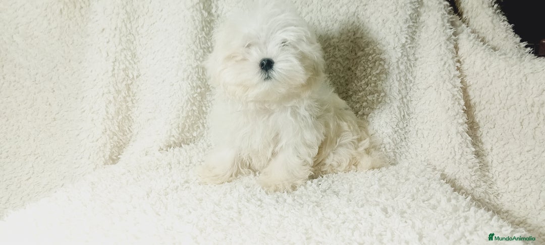 Bichón Maltés perros en venta: ‼️‼️Preciosa camada de bichon maltes toy - Imagen 2