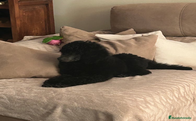 Caniche Gigante perros - Anuncio 1