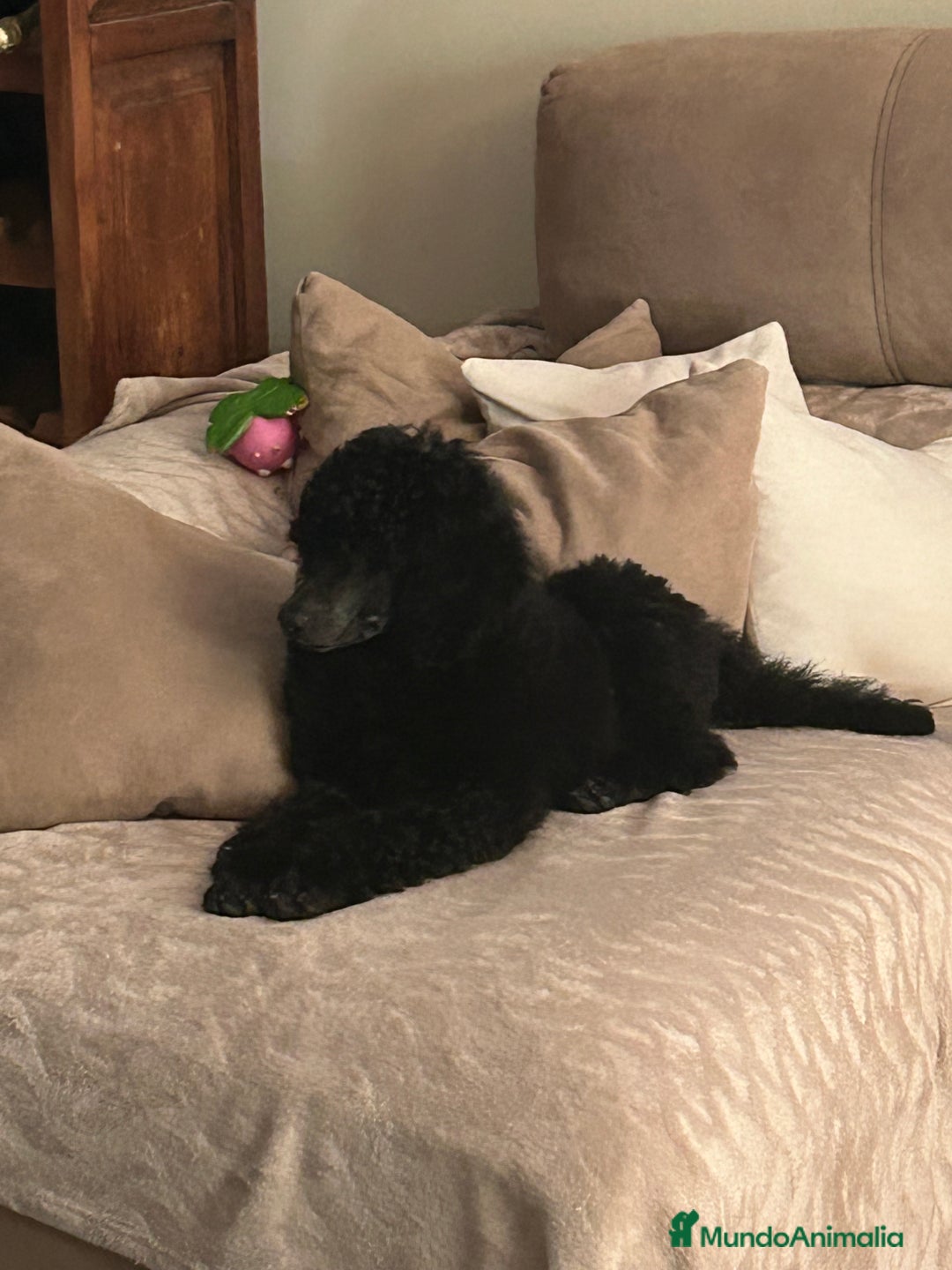 Caniche Gigante perros en venta: Caniche gigante  - Imagen 1