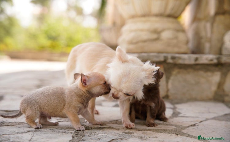 Chihuahua perros - Anuncio 3