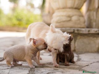 Chihuahua perros canadá chihuahua - Anuncio 2