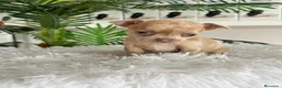 Chihuahua perros en venta: CHIHUAHUA  - Anuncio 3