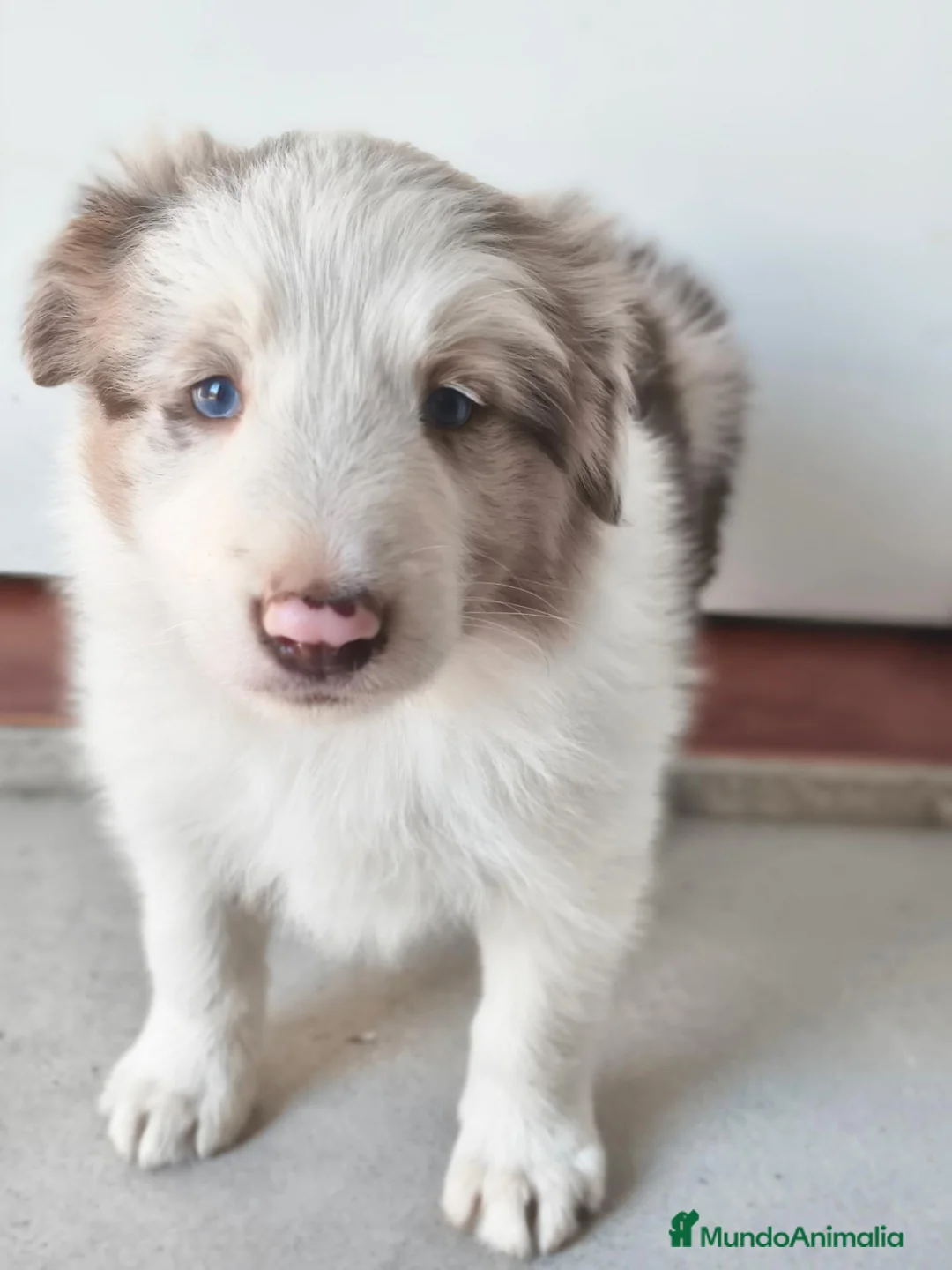 Border Collie perros en venta: BORDER COLLIE - Anuncio 6