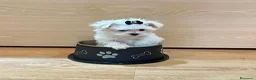 Bichón Maltés perros en venta: Bichón Maltés - Anuncio 3