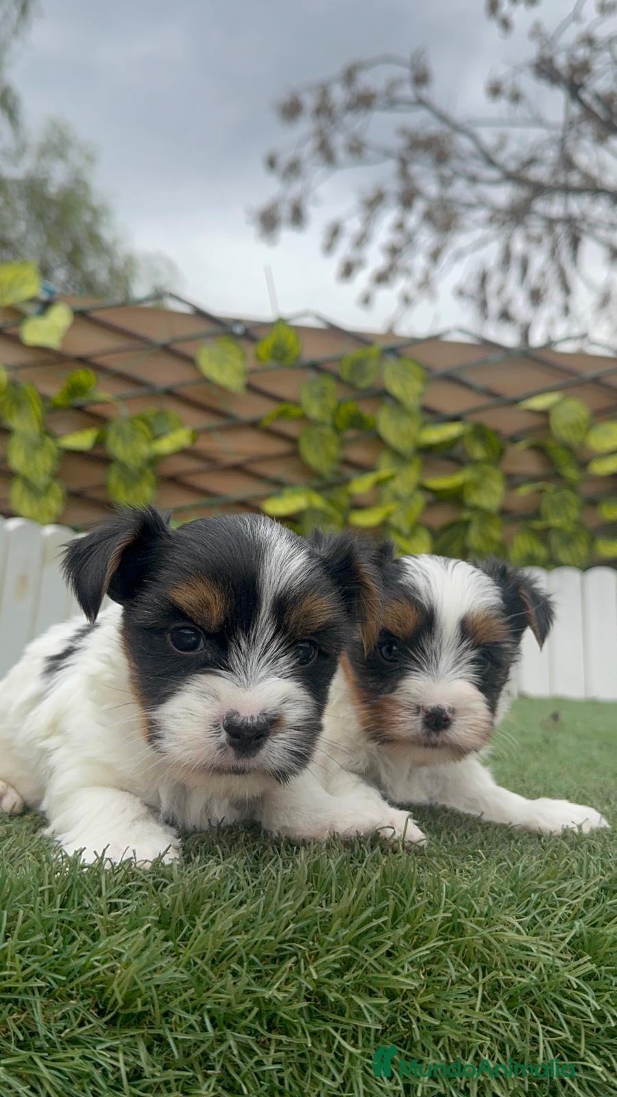 Yorkshire Terrier perros YORKSHIRE BIEWER MACHOS - Anuncio 2