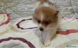 Pomerania perros en venta: Lulu pomerania toy - Imagen 4