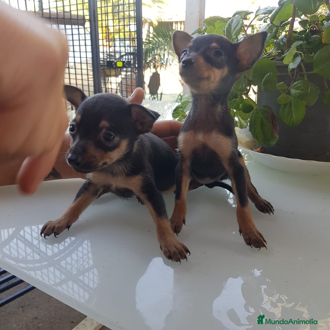 Ratón de Praga perros en venta: Roton de Praga  - Anuncio 3
