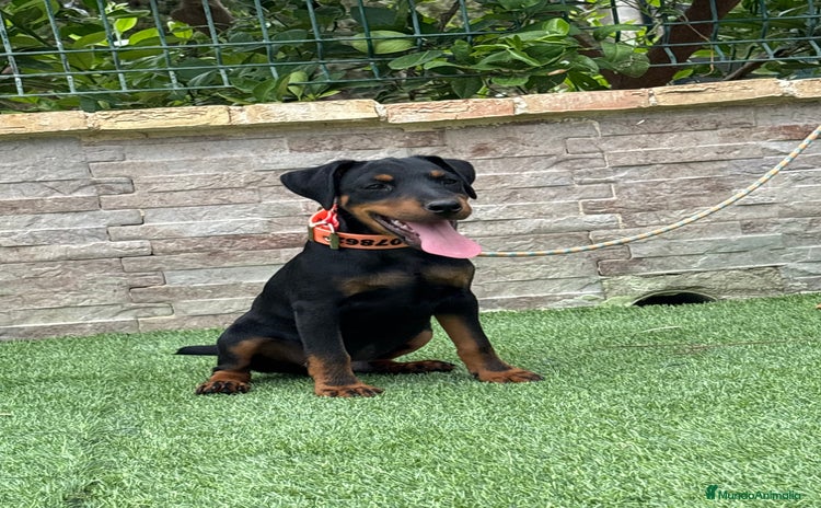 Terrier Alemán de Caza perros - Anuncio 1