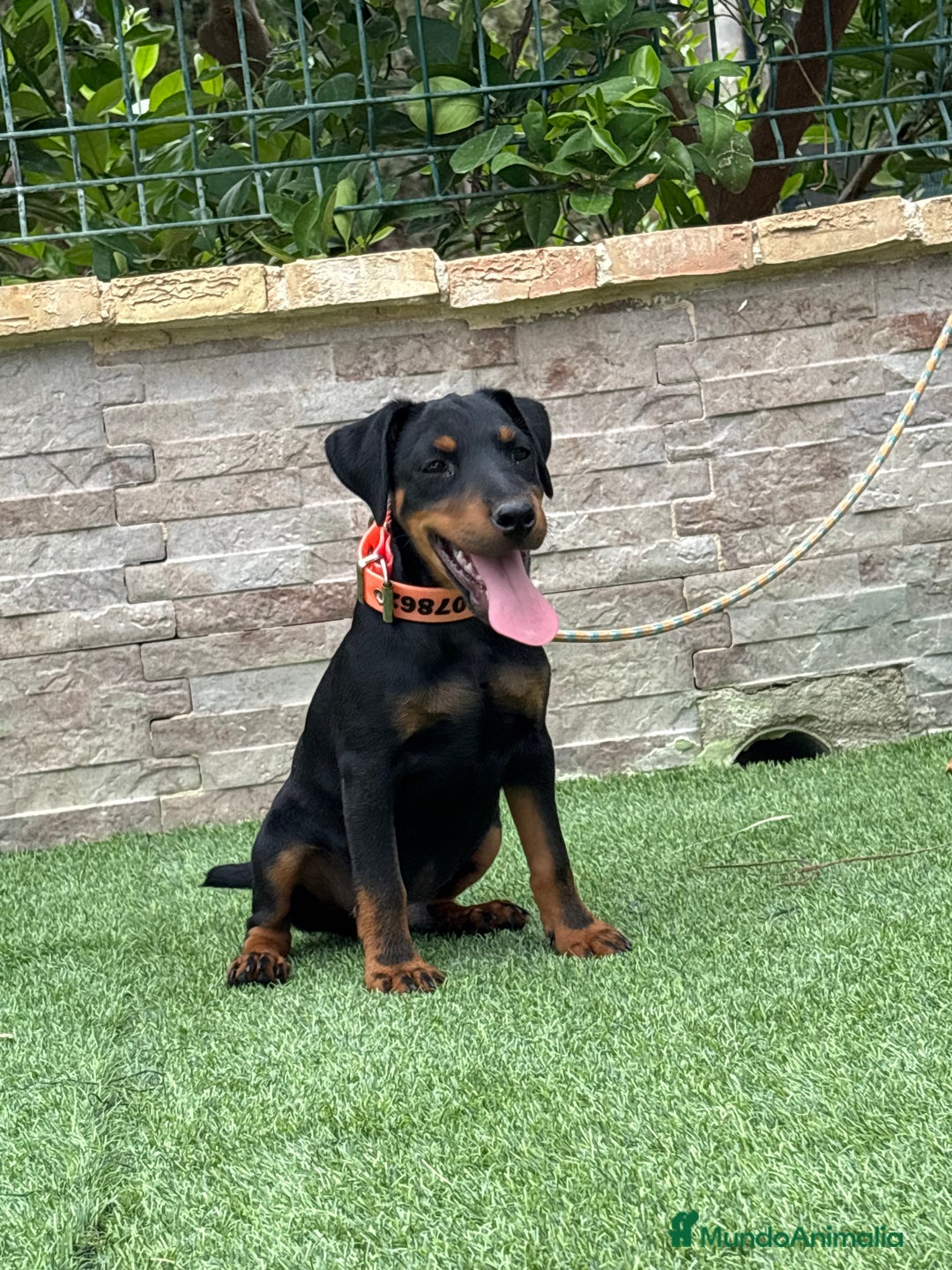Terrier Alemán de Caza perros en venta: Cachorro macho - Imagen 1