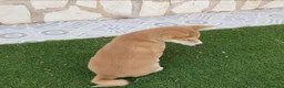 Shiba Inu perros en venta: Shiba Inu Cachorros - Anuncio 5