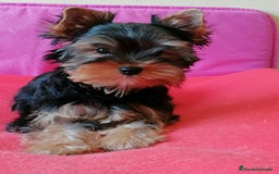 Yorkshire Terrier perros en venta: Yorsai Terry - Imagen 2